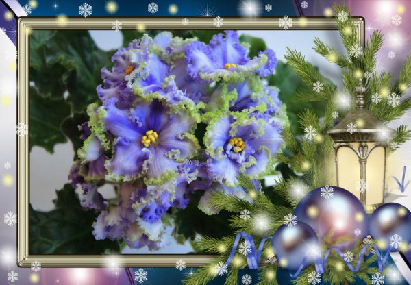 Новогодние фиалки