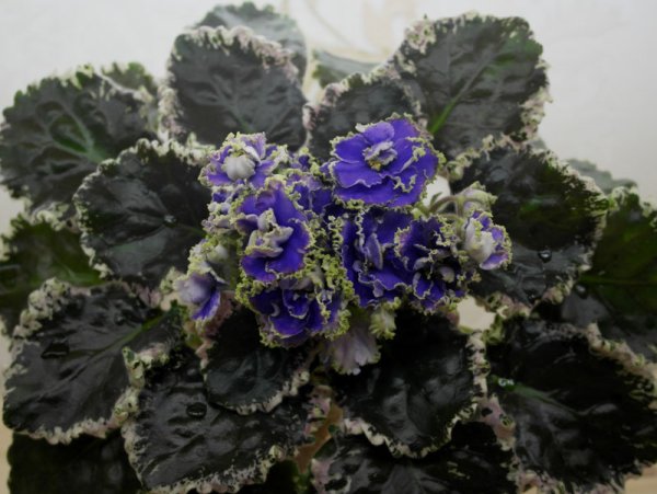 Фиалка Rob's Kitten Caboodle