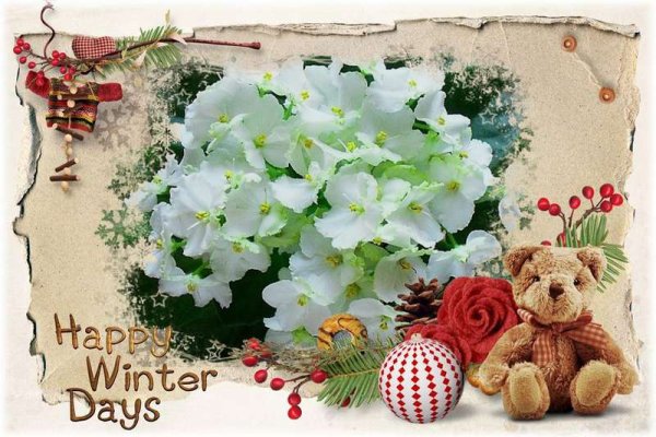 С новым годом фиалки