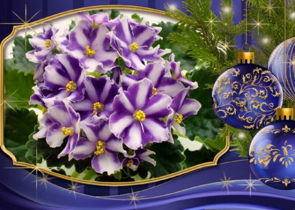 Фиалка и новый год