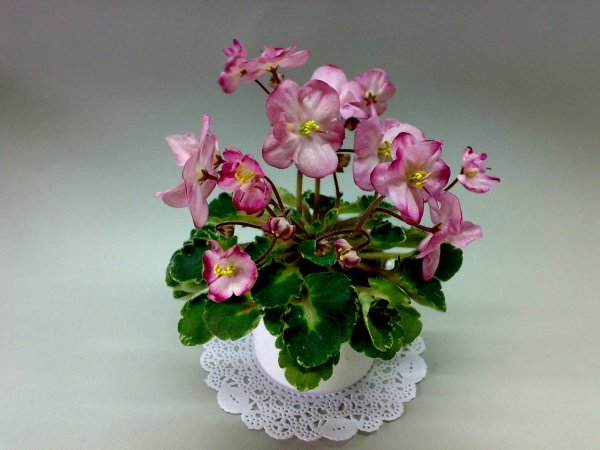 Фиалка Людовик