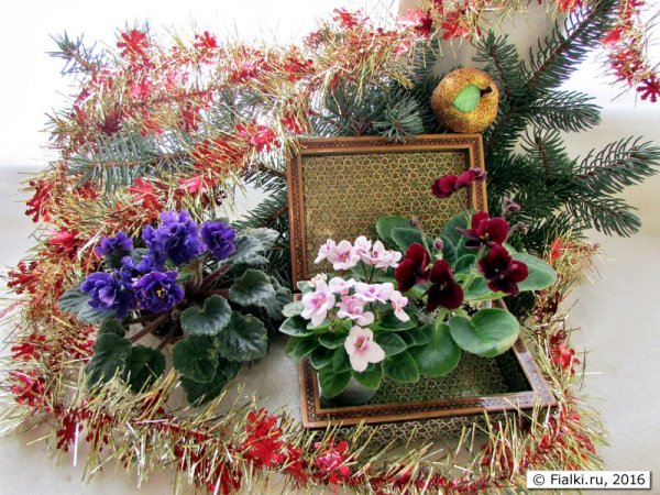 Фиалка сиреневая Вейв