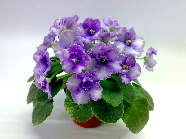 Открытки с цветами фиалка