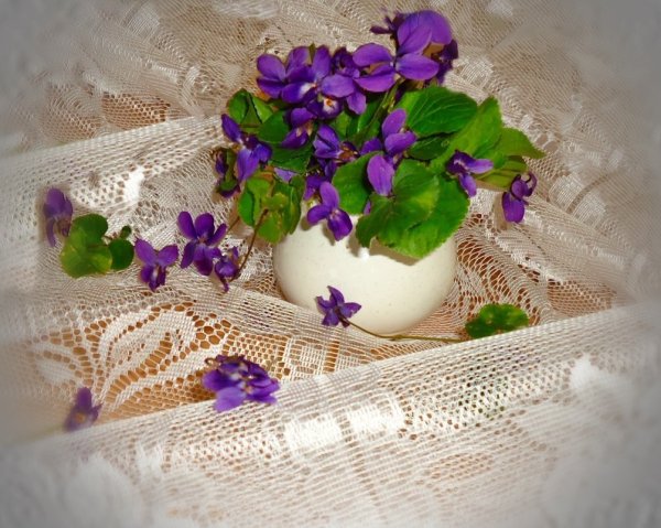 Ле-бризингида фиалка