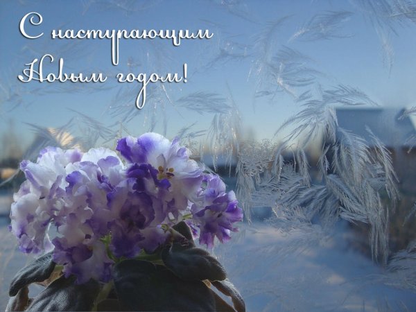 Фиалка Cajun's Aphrodite