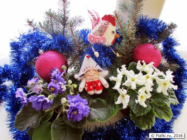 Фиалка Новогодняя открытка