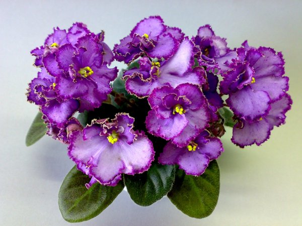 Фиалка и новый год