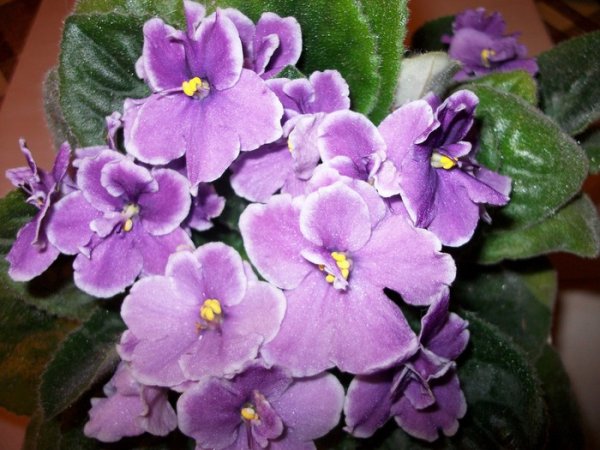 Открытка на Рождество фиалка