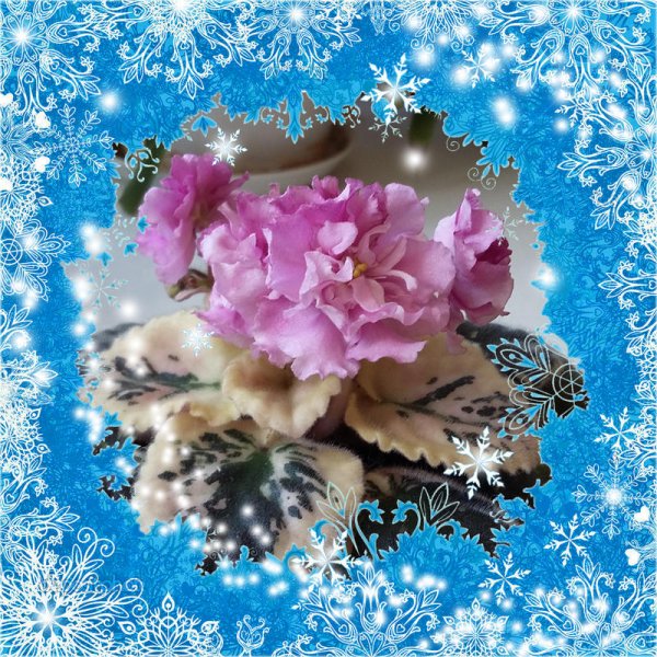 Фиалка АВ Снежная Королева