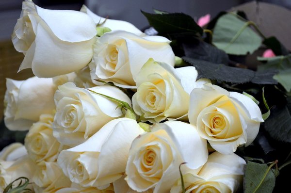 С днём рождения белые розы