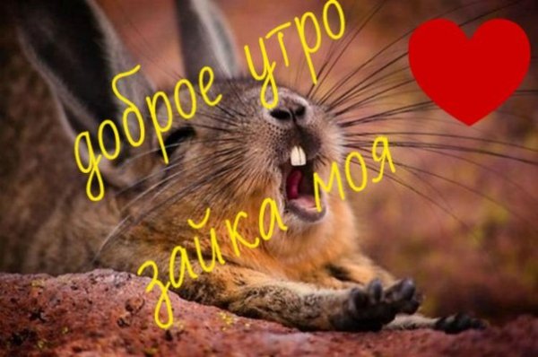 Доброе утро зайчик