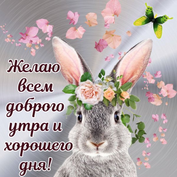С добрым утром зайчик