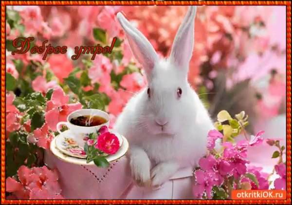 Доброе утро кролик