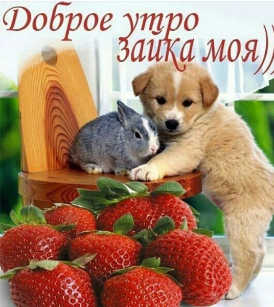 Доброе утро Зайчонок