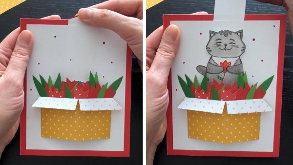 Кот в картонной коробке