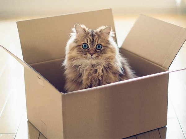 Коробка для кота
