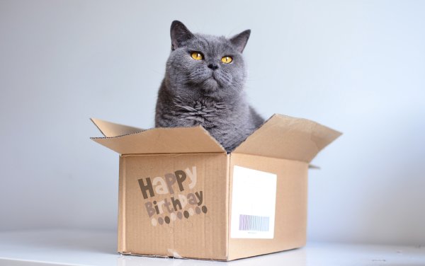 Бумажные сюрпризы котики