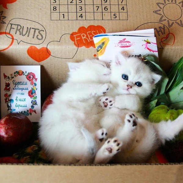 Выглядывает из коробки