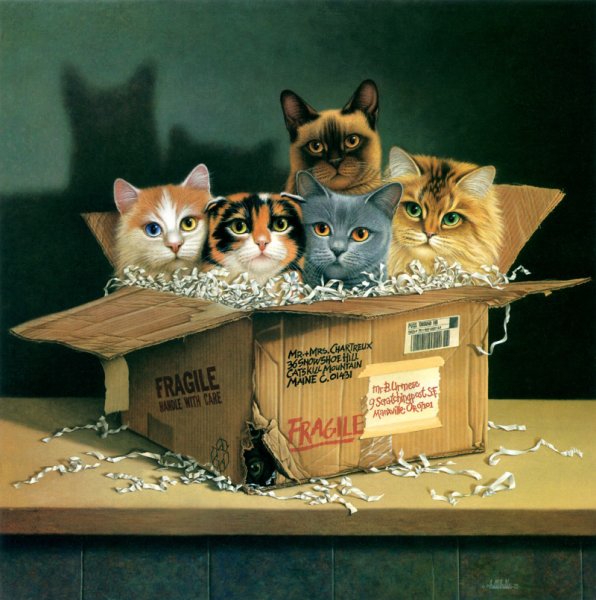 Котенок дарит подарок