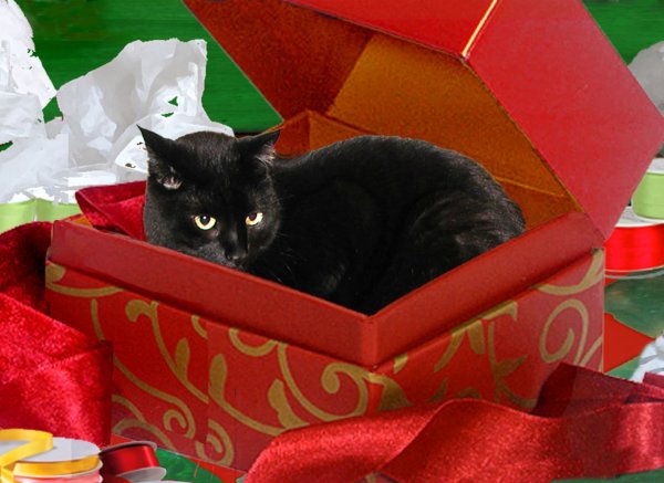 С днём рождения с котиками