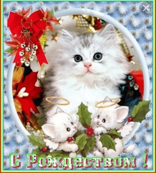 Счастливого Рождества котики
