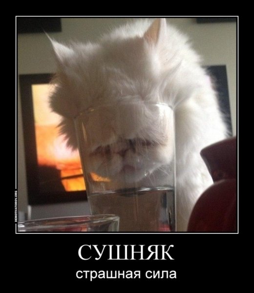 Сушняк прикол