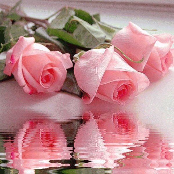 Поздравить племянницу с днём рождения