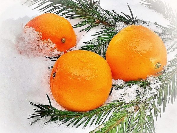 Мандарины на ветке новый год