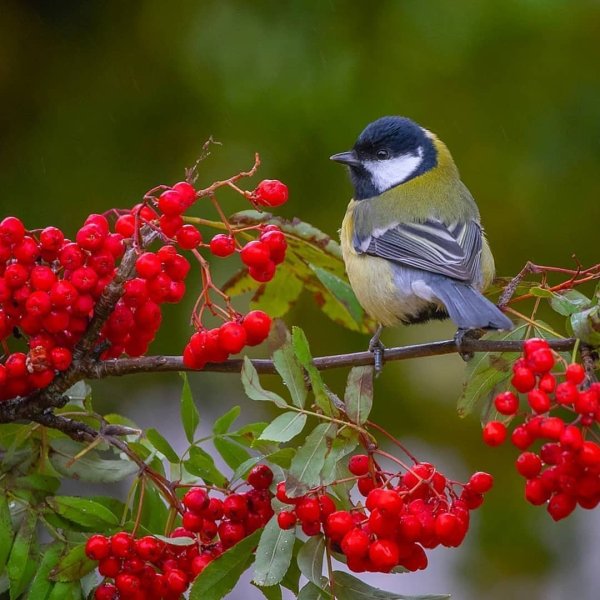Хэерле иртэ открытки на татарском зимние
