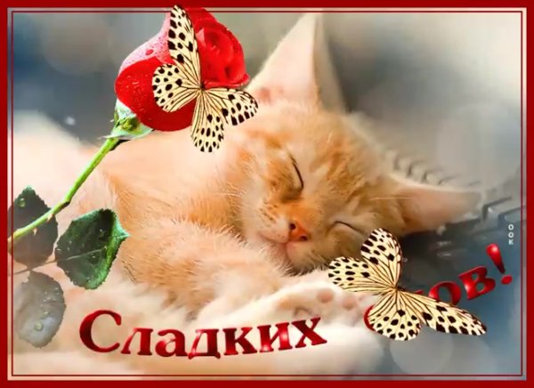 Спокойной ночи котенок девушке