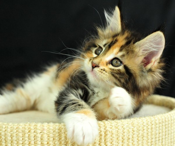 Спокойной ночи сестренка