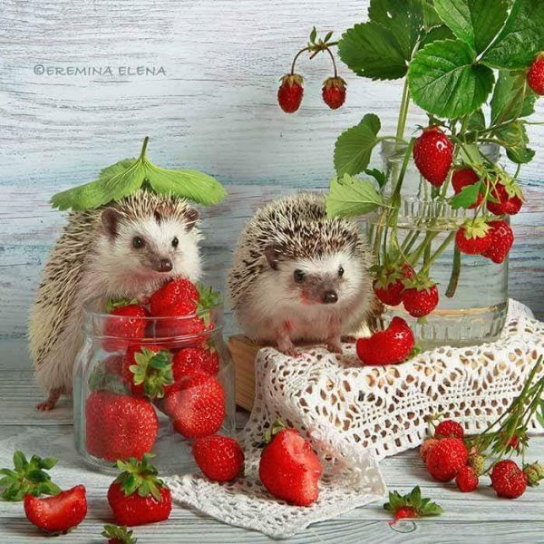 Доброе утро Ежик