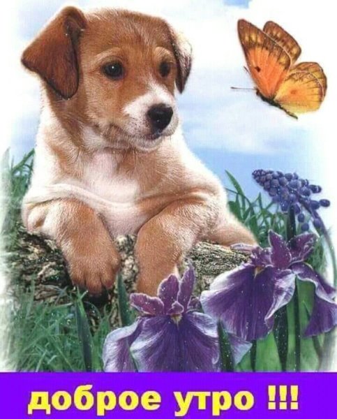 Открытки с добрым утром с собаками