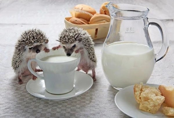 Доброе утро Ежик