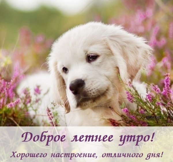 Хорошего дня с собаками