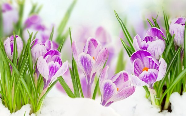 Первые крокусы в снегу