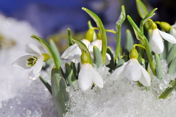 Подснежники в снегу