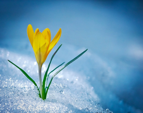 Открытки с подснежниками