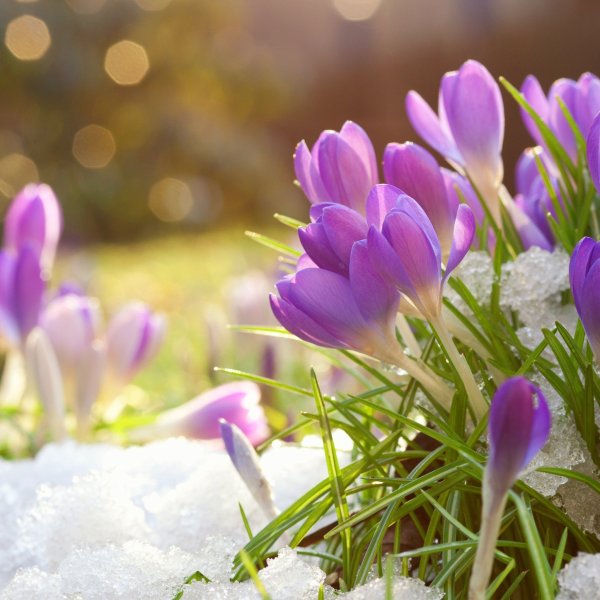 Открытка «Весна»