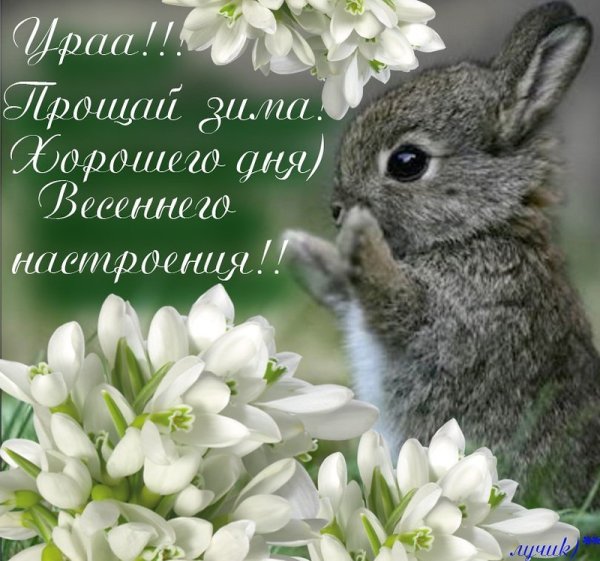 Подснежники фон