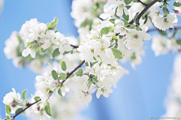 Весна подснежники крокусы