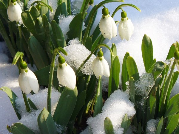 Весенний букет подснежников