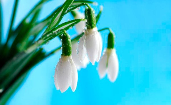 Весенний букет подснежников