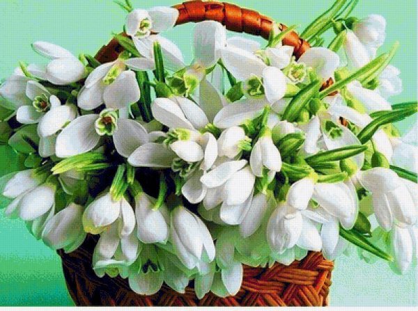 Фрезия (Freesia)