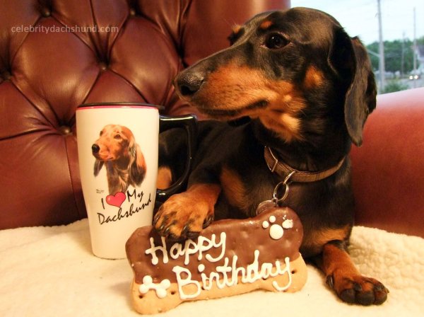 Такса поздравляет с днем рождения