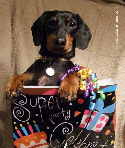 Такса с цветочком