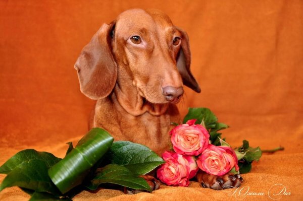 Открытки с таксами