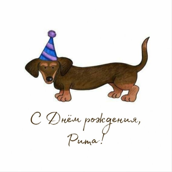 Смешная открытка с днем рождения такса