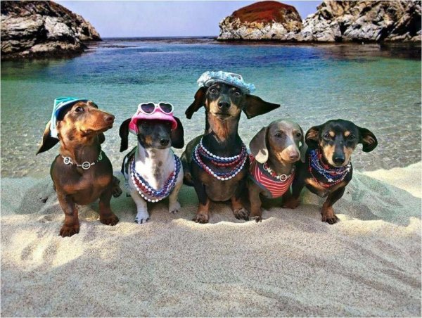 Старинные открытки с собаками прикольные