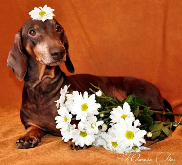 Открытки с таксами с днем рождения